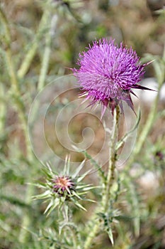 Mary thistle;Silybum marianum; cardus marianus,ÃÂ milk thistle, Marian thistle,ÃÂ Mary thistle